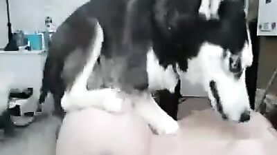 Husky