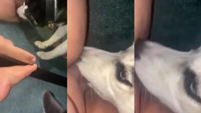 Dog lick 4 comment for more :