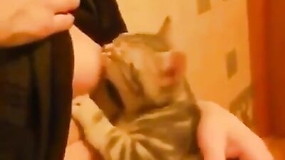 Another cat getting some cream