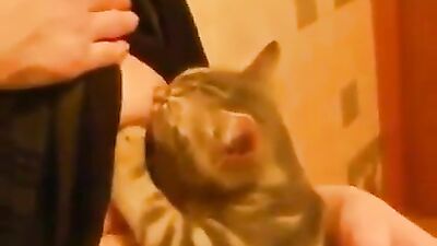 Another cat getting some cream