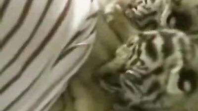 Cat getting its cream