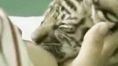 Cat getting its cream