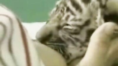 Cat getting its cream