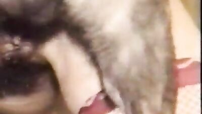 Retro Dogfuck