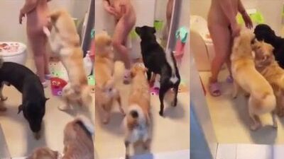 Chinese slut wife dog gangbang in bathroom