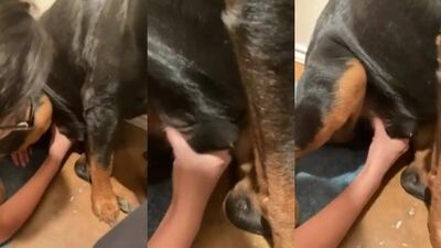 Girl jerks off her dog