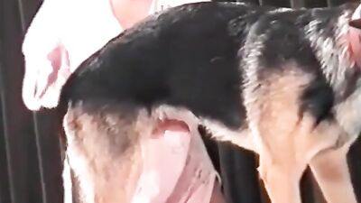 Blondie GS suck
