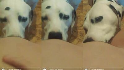 dog lyck girl private message