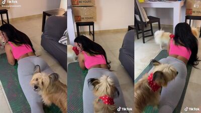 tiktok onlyfans girl tease her dogs in tights