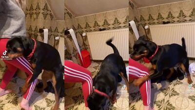 horny rottie tiktok