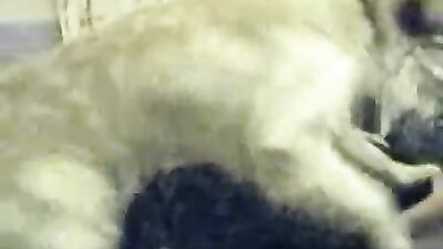 Puppy Love Gangbang: Shylark Sucks Off Multiple Breeding Dogs