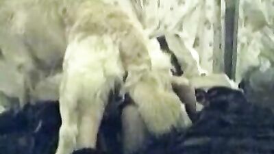 Puppy Love Gangbang: Shylark Sucks Off Multiple Breeding Dogs