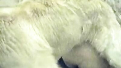 Puppy Love Gangbang: Shylark Sucks Off Multiple Breeding Dogs
