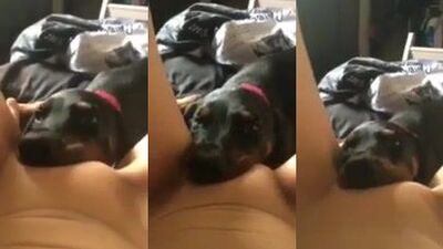 Puppy Love: Girl Gets Stuffed By Excited Canine Companion