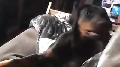 Filthy Foursome: Whore Takes Dogs Cock While Getting Banged