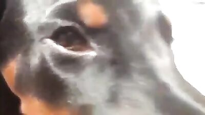 Filthy Foursome: Whore Takes Dogs Cock While Getting Banged