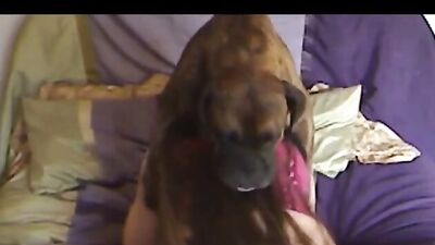 Trying out a boxer