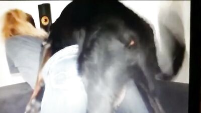 Wifes Secret Fling: Doggy Style with the Family Pet