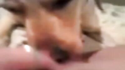 girl cums from licking