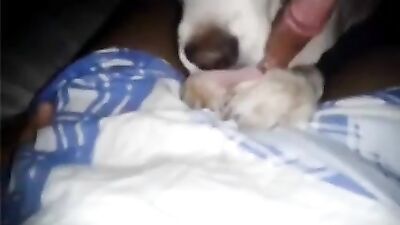 un dog adore leché just qu a ce vider les burnes et tout lecher
