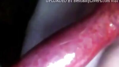 Amateur licking all over that red dog penis here