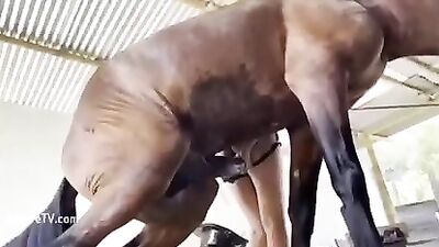 Teen fucked hard by Stallion