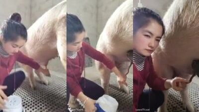 Asian vet sucking pig 5