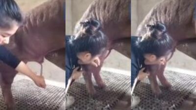 Asian vet sucking pig 3