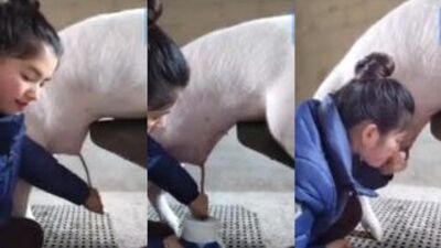 Asian vet sucking pig