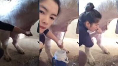 Asian Vixen Sucks Piggys Snout