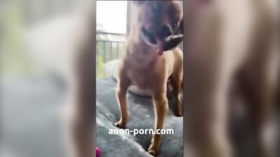 Dog licks peanut butter off of pussy