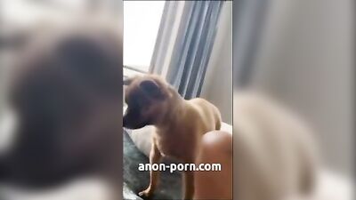 Dog licks peanut butter off of pussy