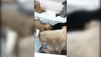 Chinese wife gangbanged by three dogs