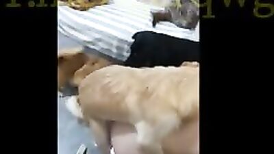 Chinese wife gangbanged by three dogs