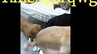 Chinese wife gangbanged by three dogs