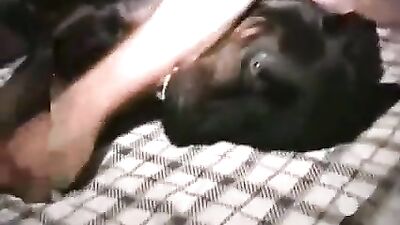Chico gay follado por un canino enorme dicked