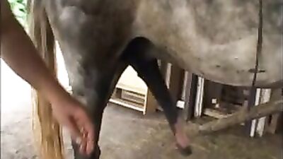 Chico disfruta del sexo a caballo en bestialidad gay