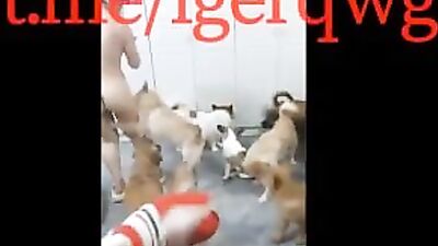 Knotting Canine Devours Slutty Threesome