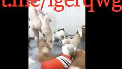 Knotting Canine Devours Slutty Threesome