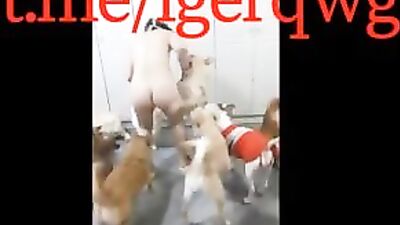 Knotting Canine Devours Slutty Threesome