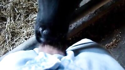 Calf sucks mans cock