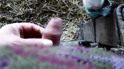 Calf sucks mans cock
