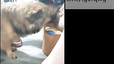 Many dogs sucking&fuck chinese girls secret part