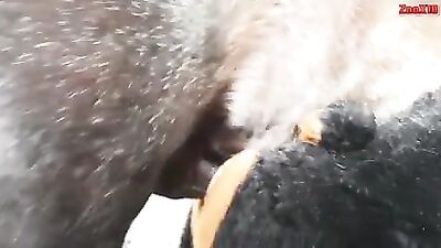 Perro a caballo 01