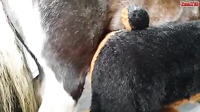 Perro a caballo 01