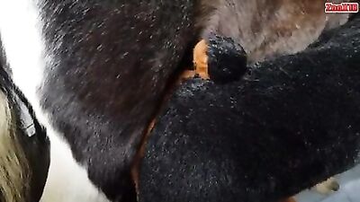 Perro a caballo 01