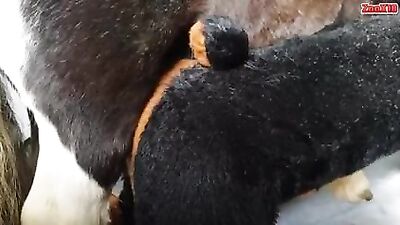 Perro a caballo 01