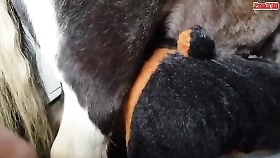 Perro a caballo 01