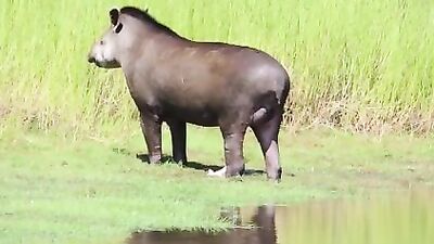 Tapir