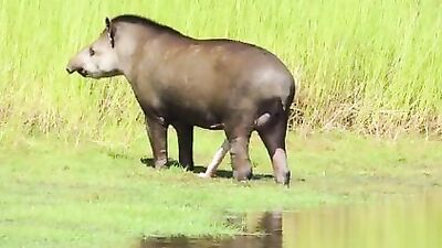 Tapir